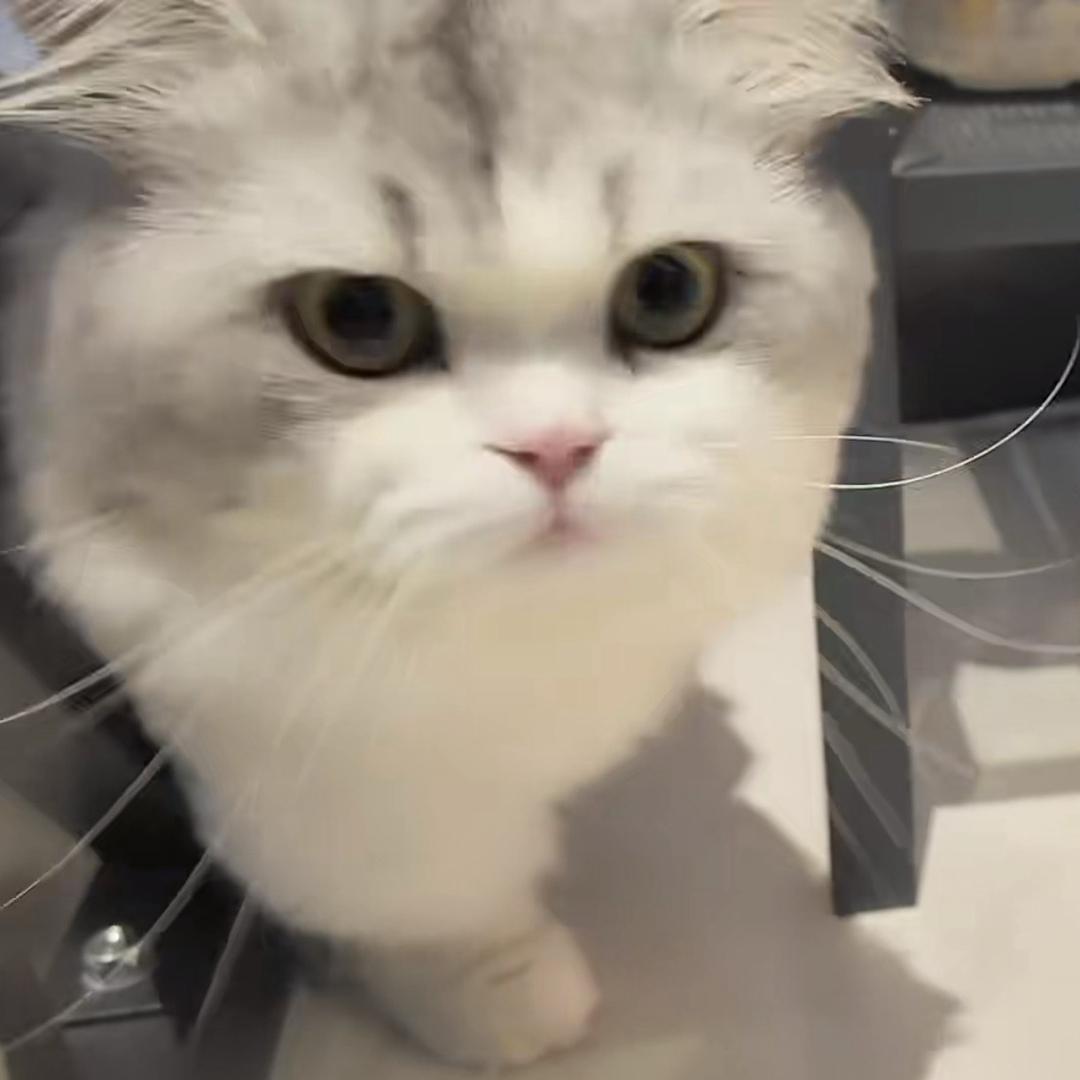芋圆不想圆