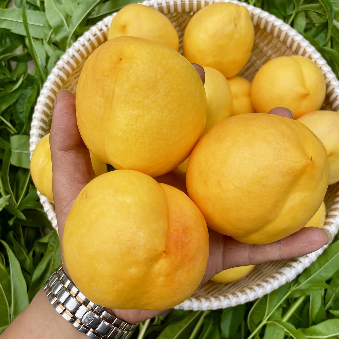 辽湾渔果（蒙阴桃子）