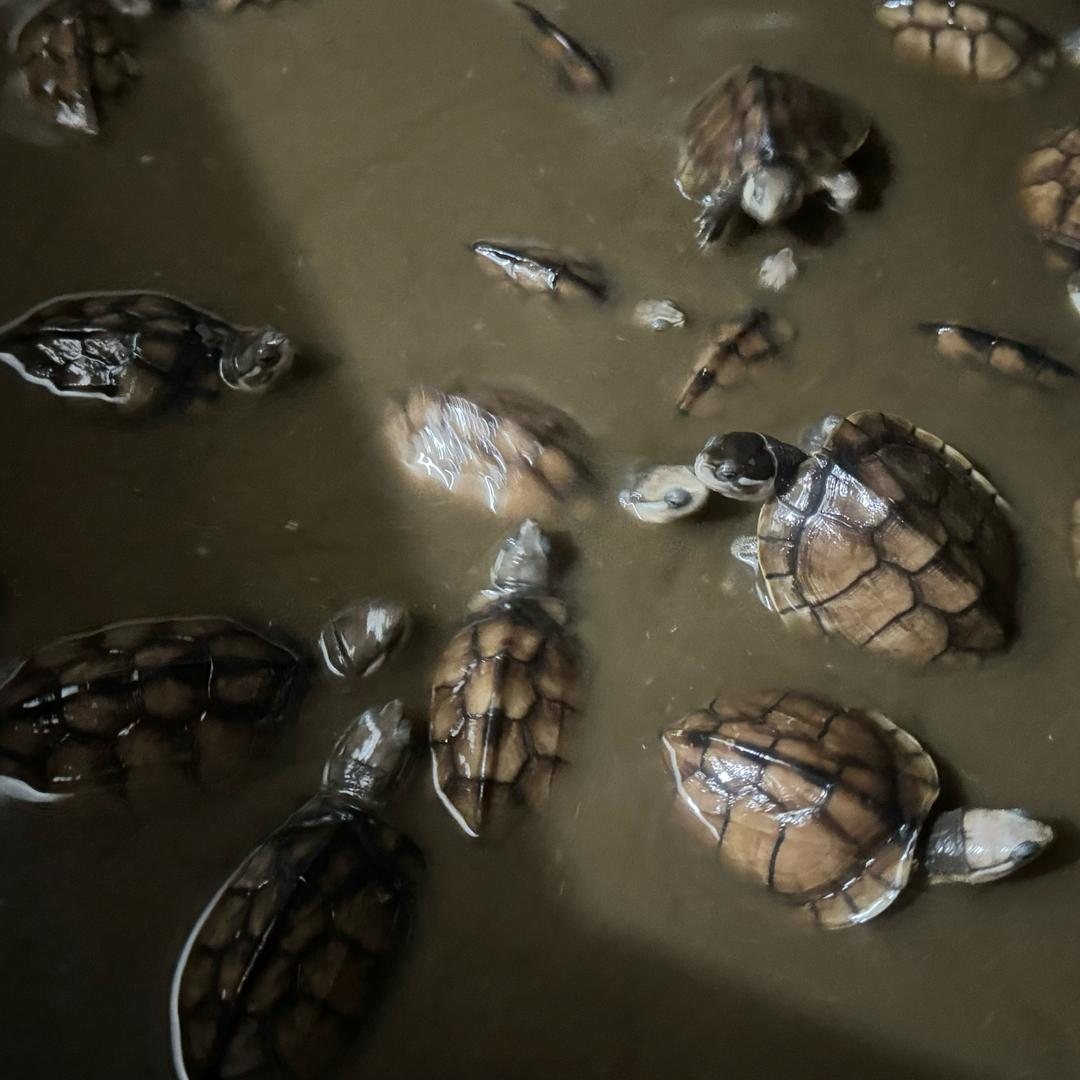 重生之我在广东养龟