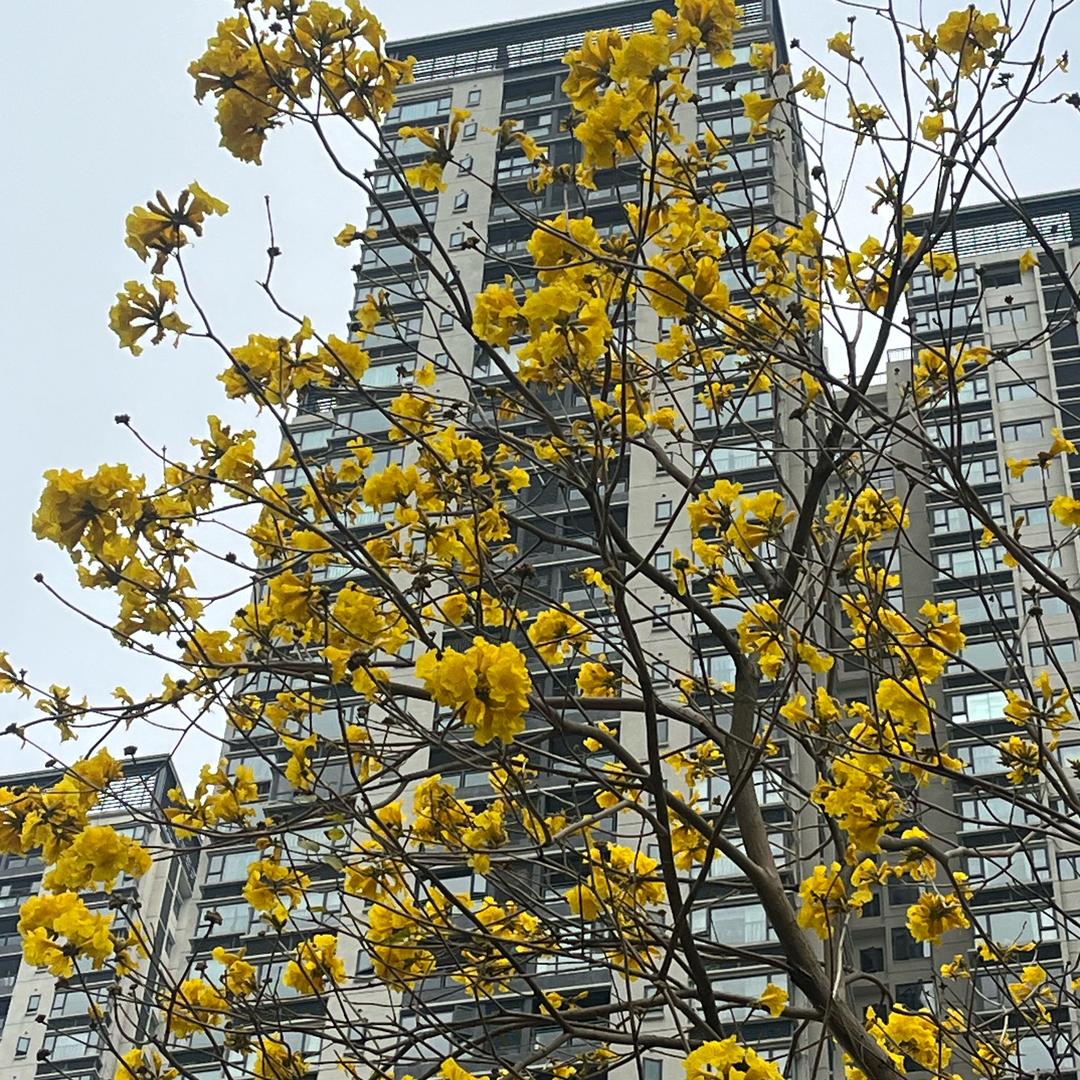 不吃香菜之分菜