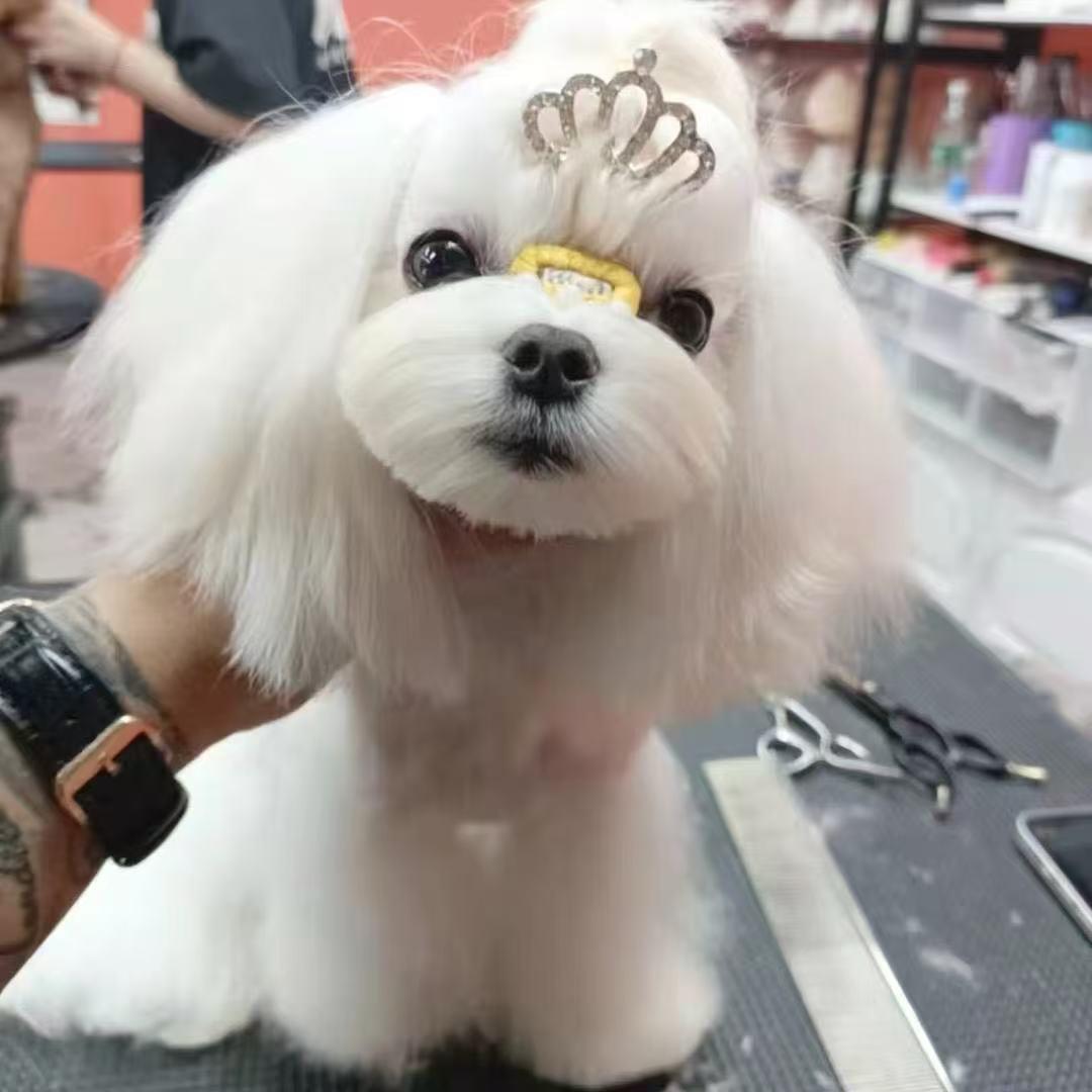 南昌汪汪队