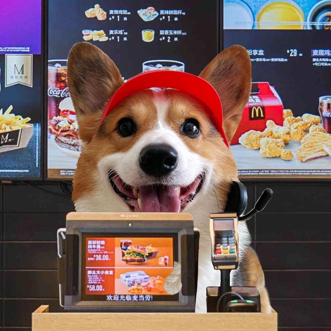 柯基老铁和六六