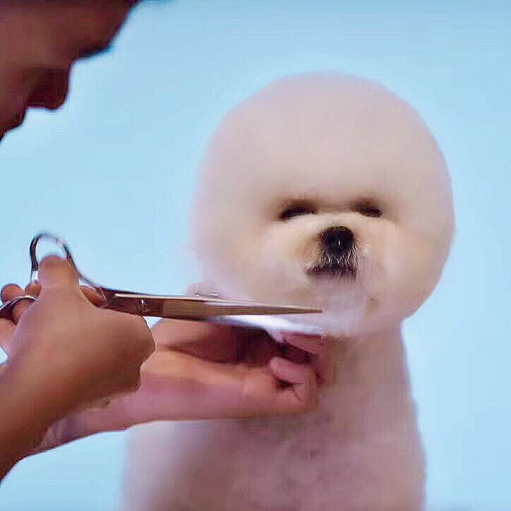 阿清的宠美日记