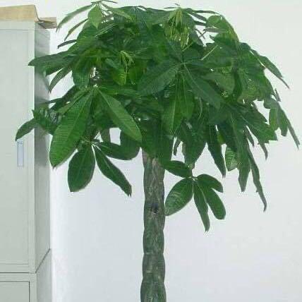 广西发财树之家