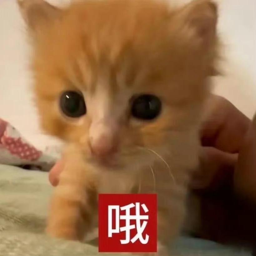 小醋包