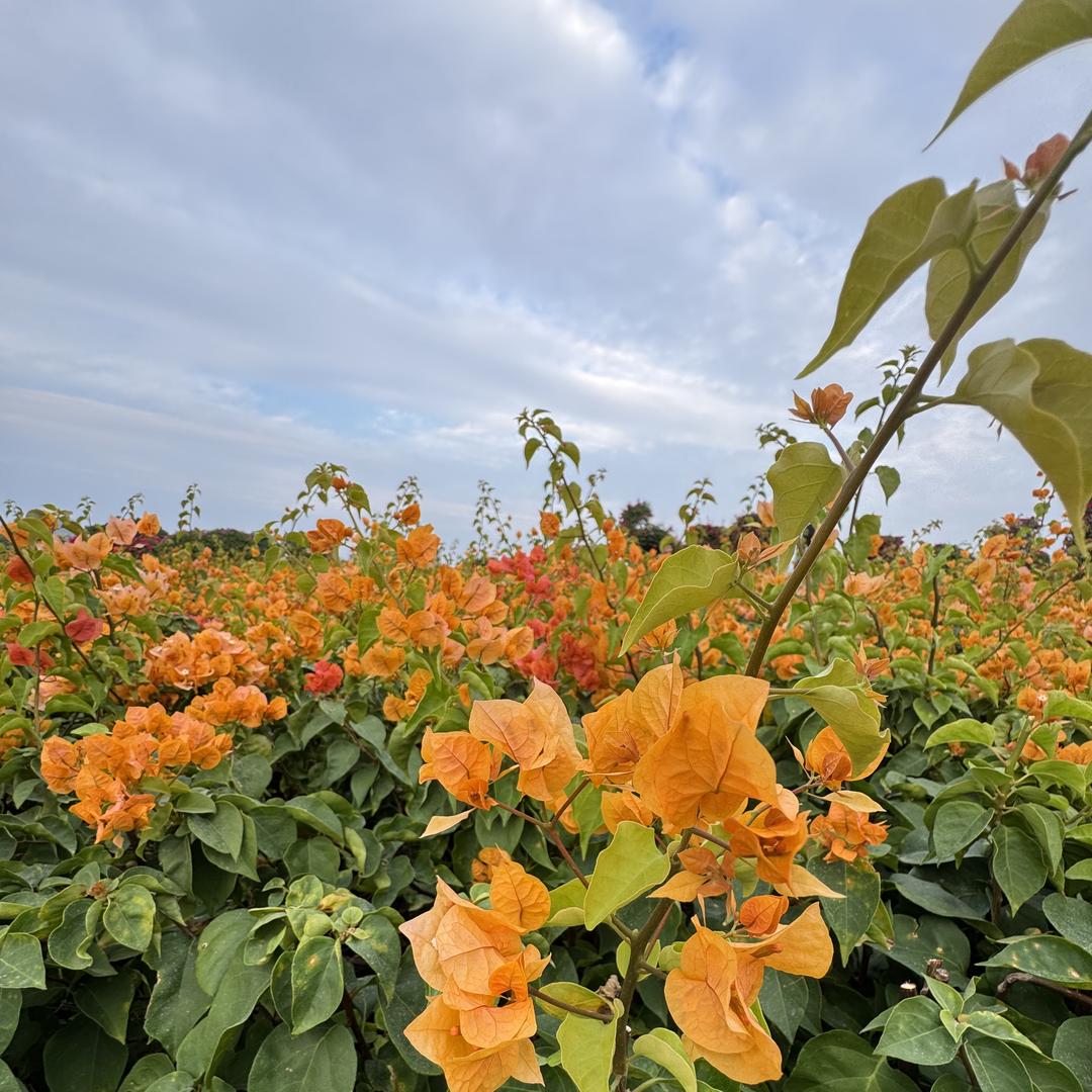 云朵几回闻女装