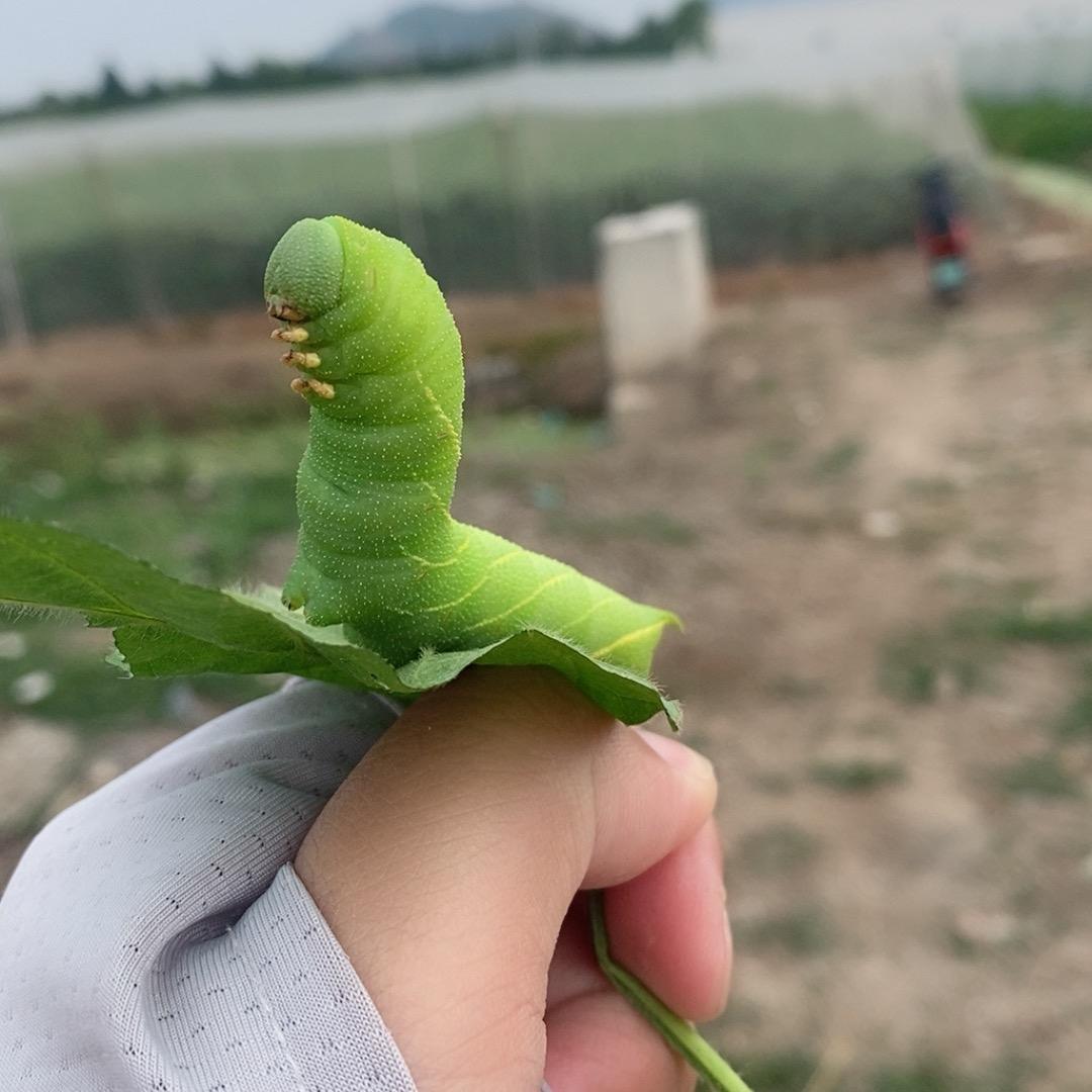 圣  圣   豆丹养殖！指导