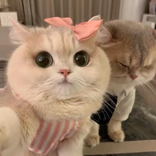 豪宠爱精品猫屋