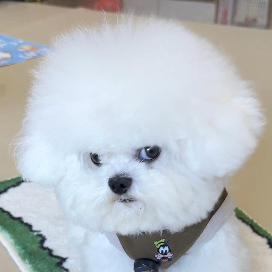 王小五有点虎