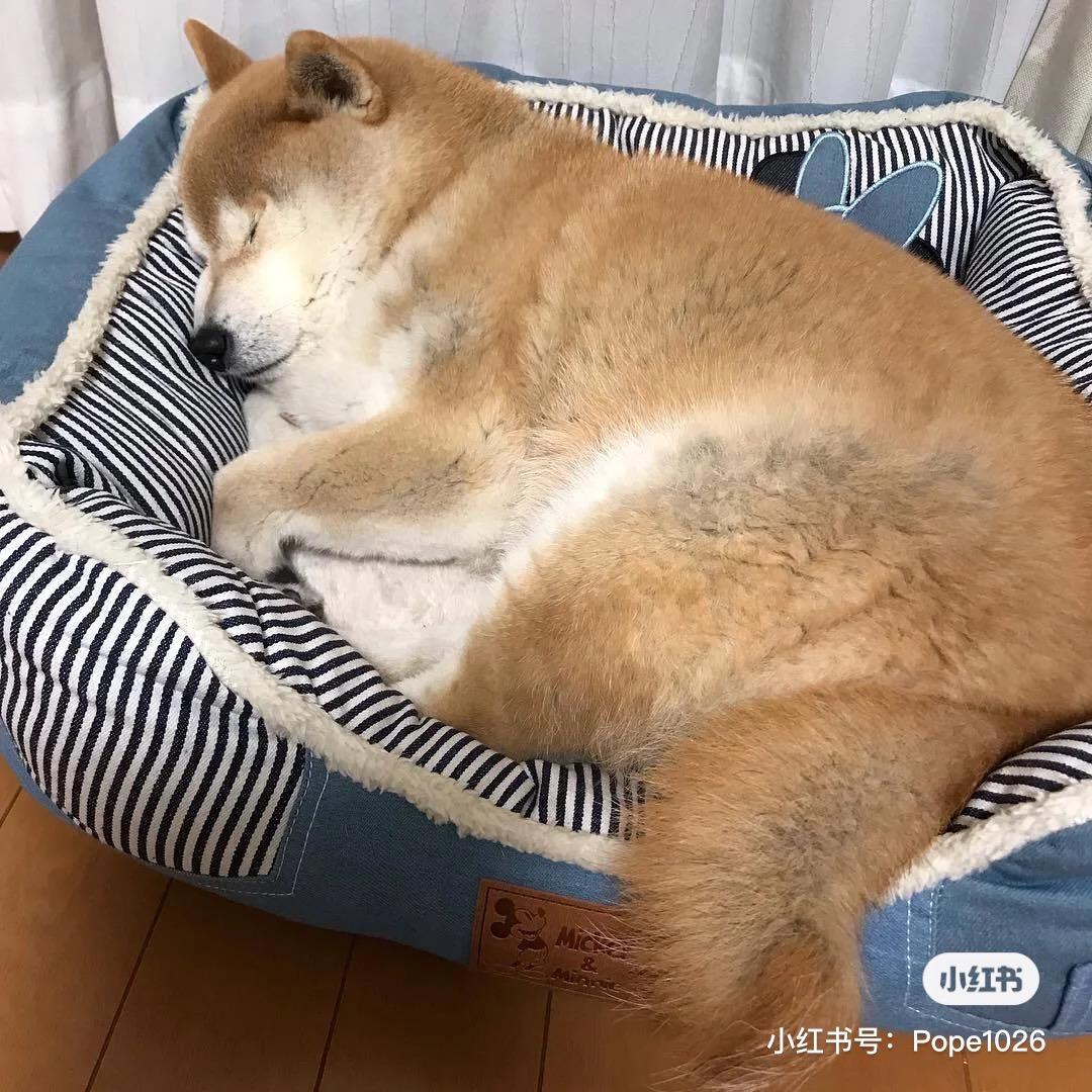 猪八戒🐷