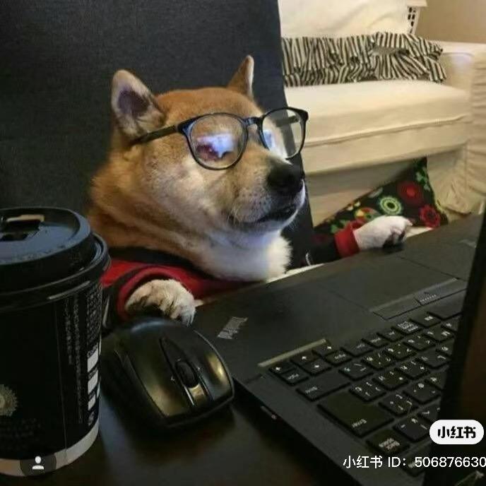 苏破波豆