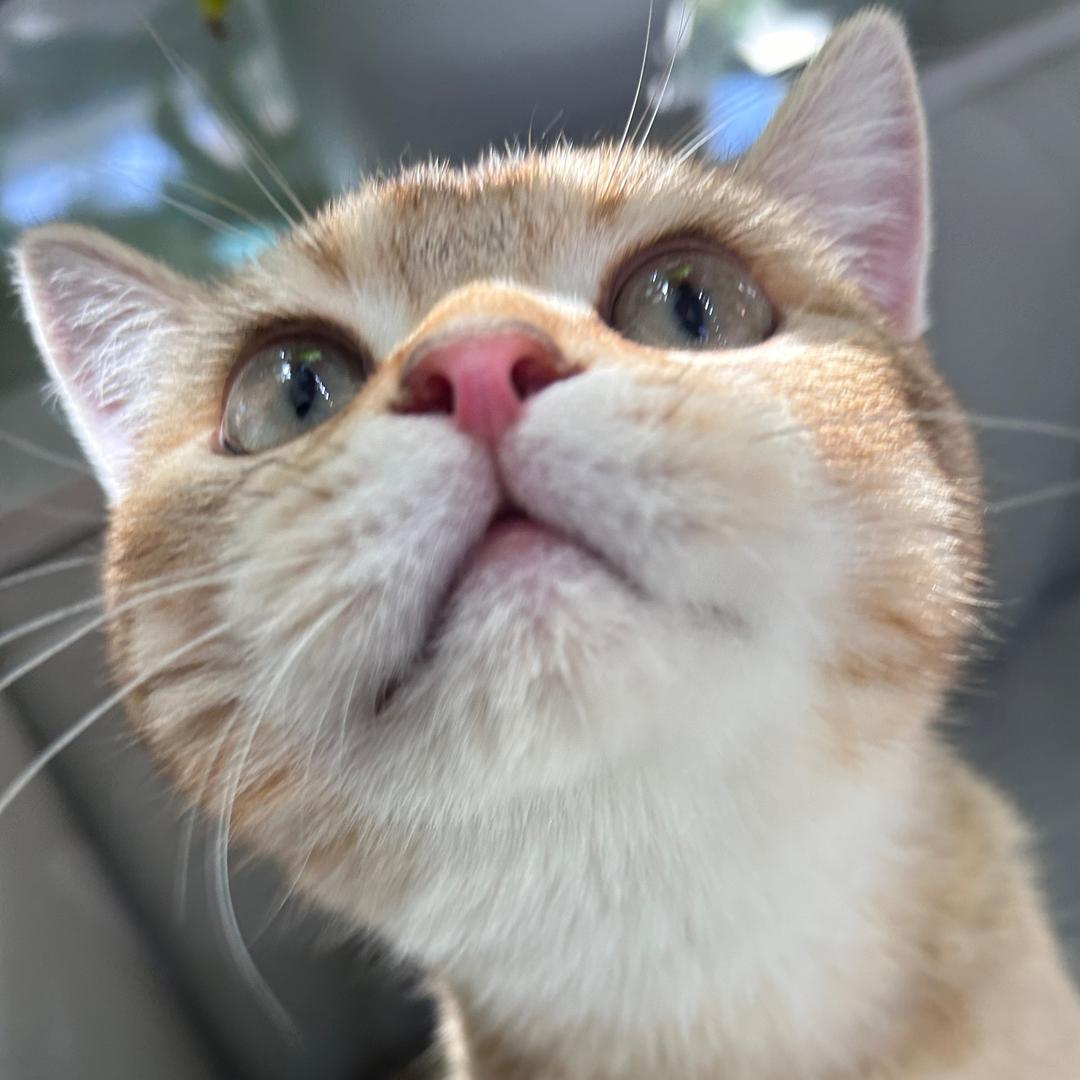 圆圆圆元宝🐾