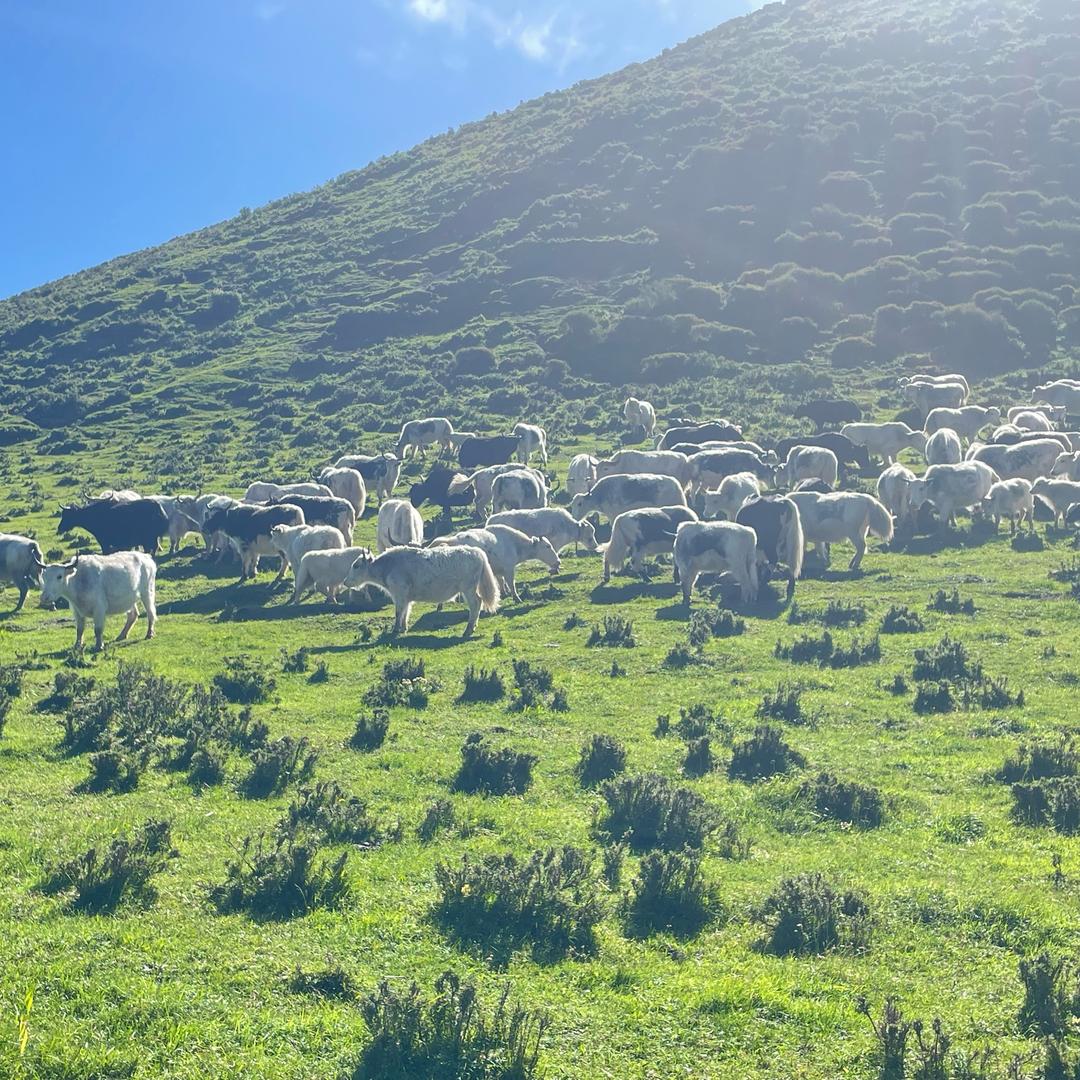 青海小牦牛