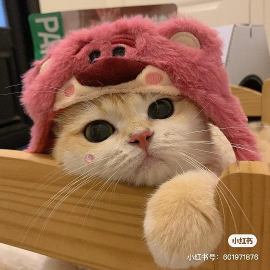 柚柚zzzz