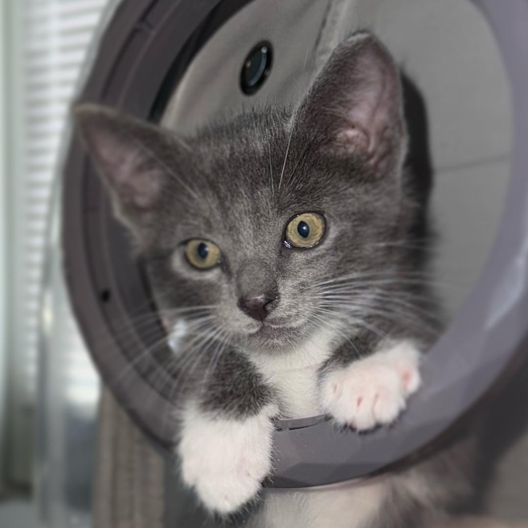 黑貓警長🐈‍⬛