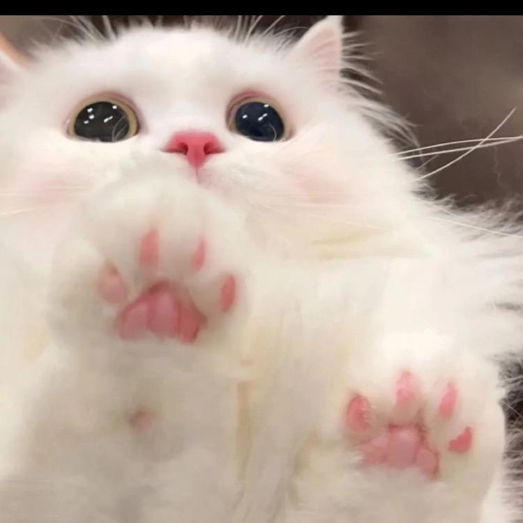 一只好玩猫潮玩