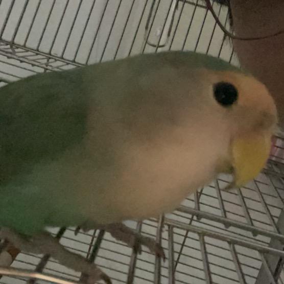 啾啾食铺