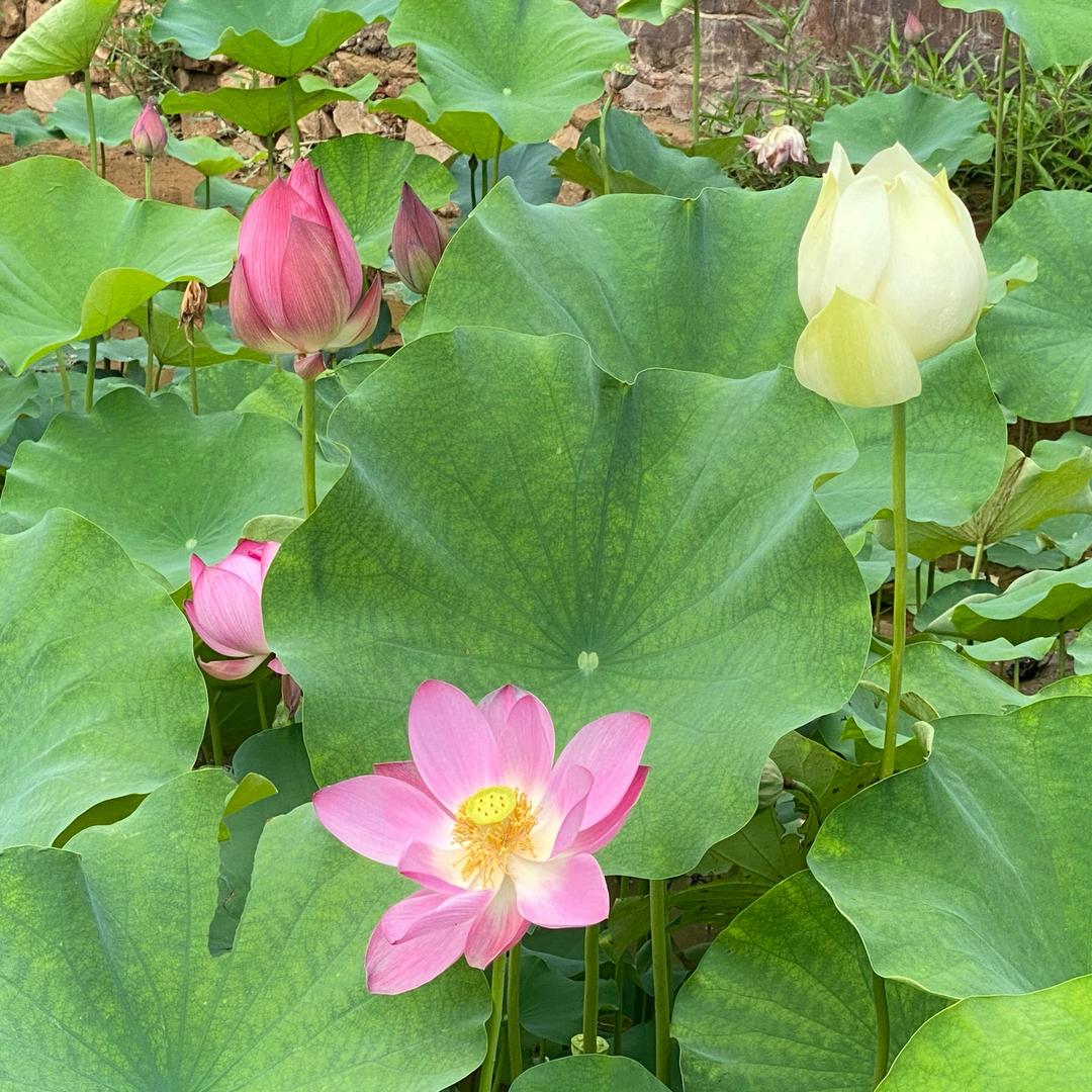 鑫鑫呀