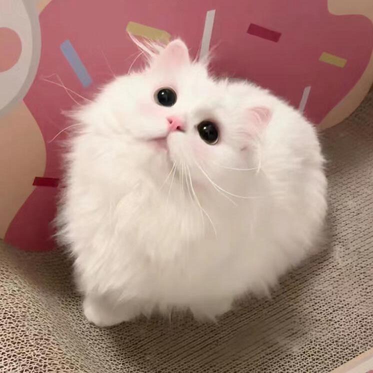 脸脸不是niannian