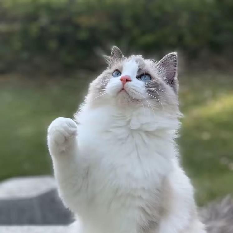 淋湿的小熊
