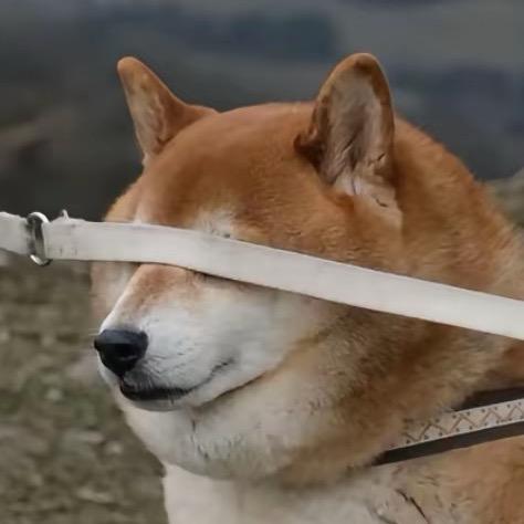 离不开这片海