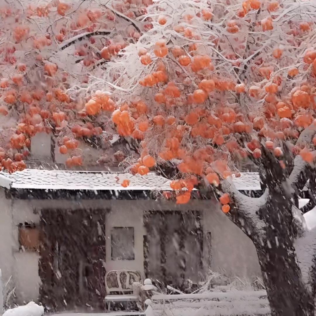 苗阁果树苗木专营店