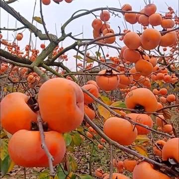 果益寿惠丰果树苗木专卖店的头像