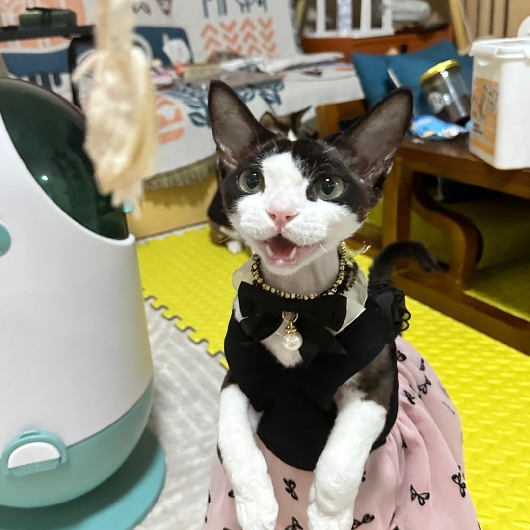 思君依然春几支 ღ