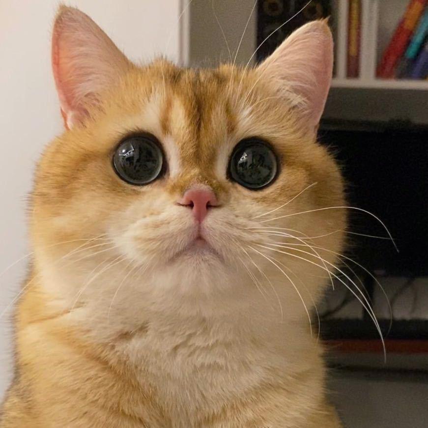 奇奇鉴猫