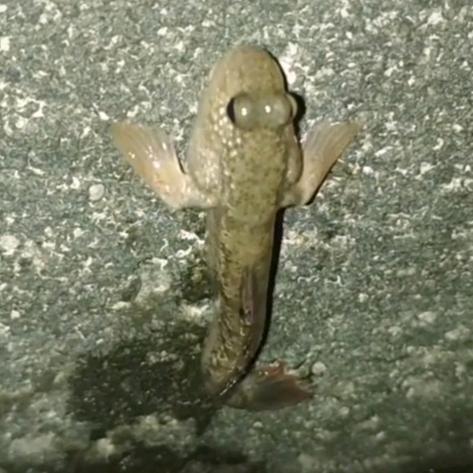 抓鱼大哥抓大鱼🐠