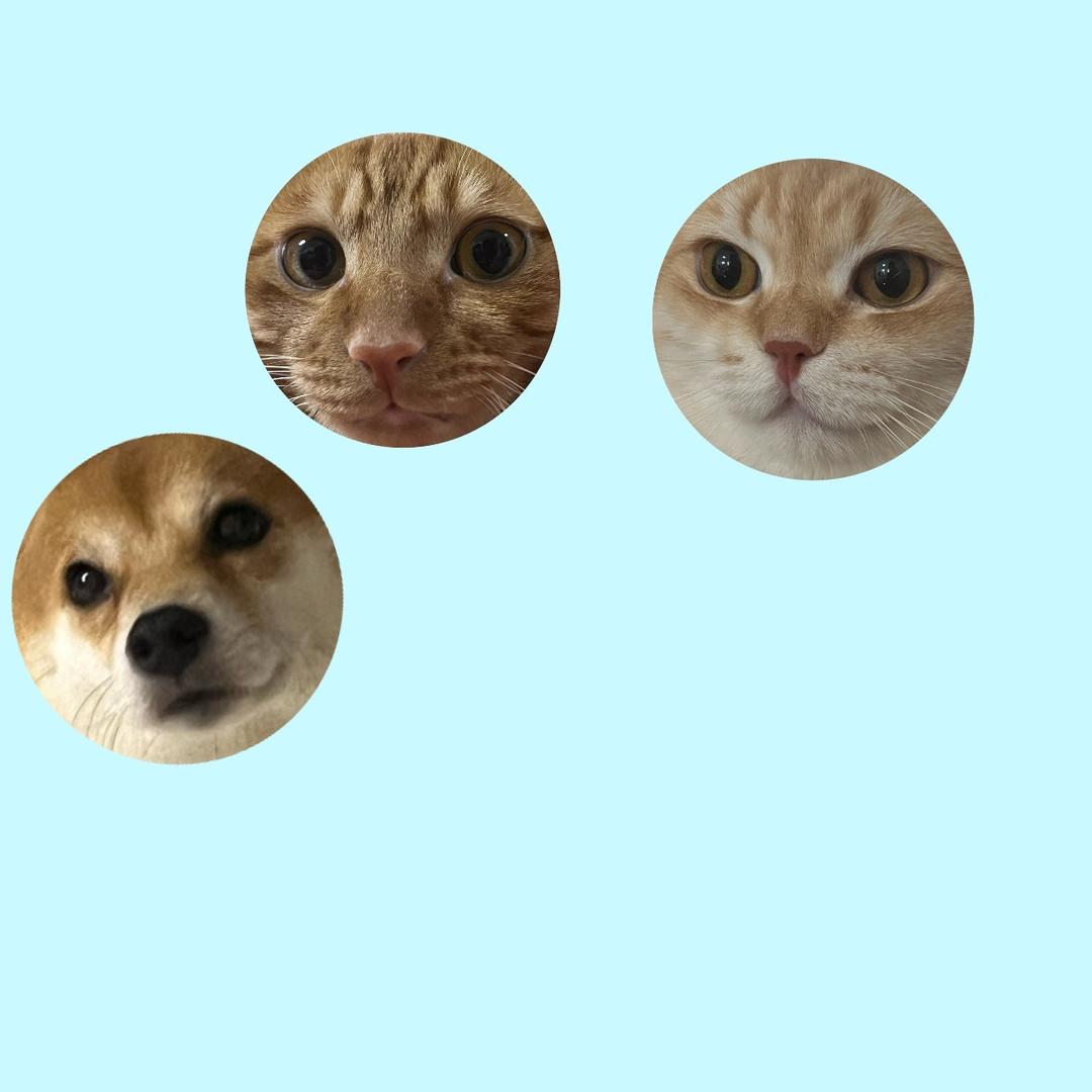 俊俊你好烦