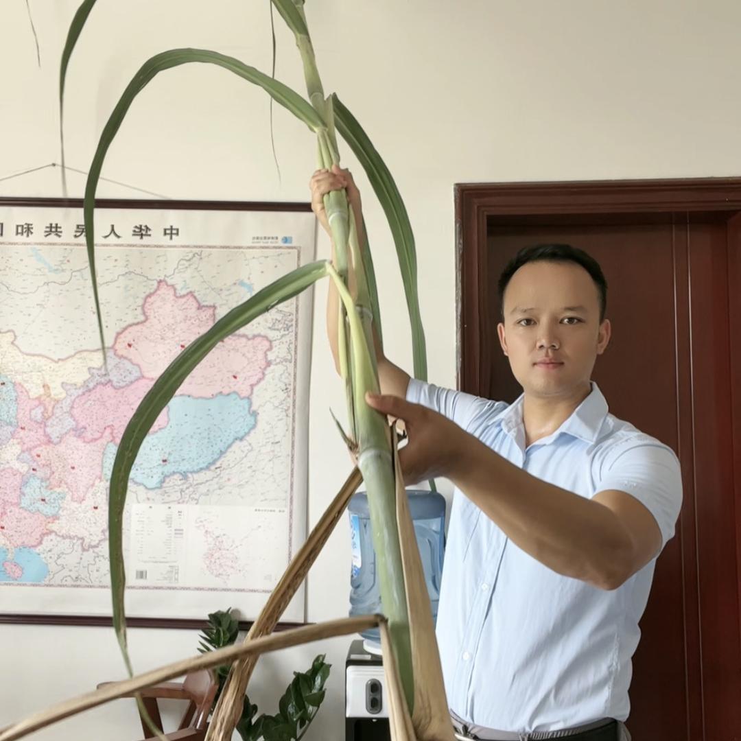 广西农业一阿力
