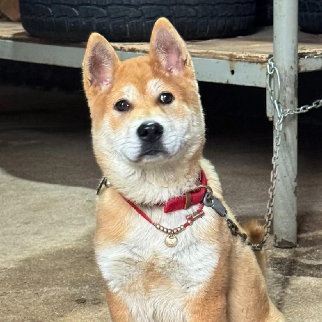 海哥爱玩狗🐶