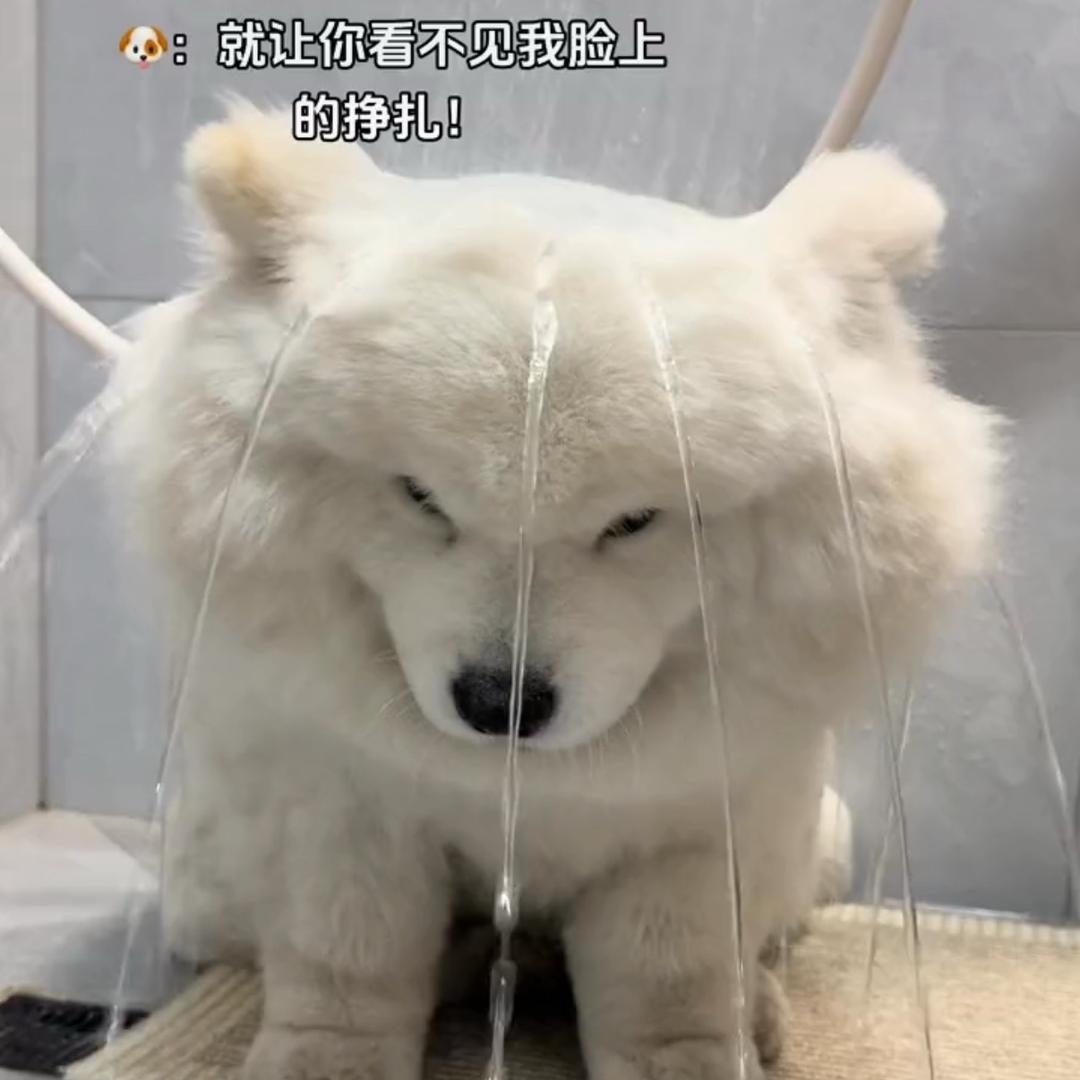 那只鹰
