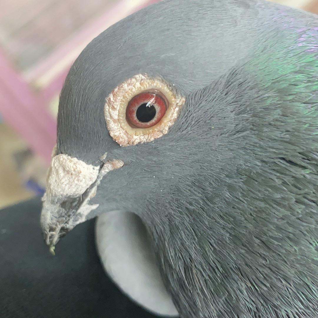一只鸽