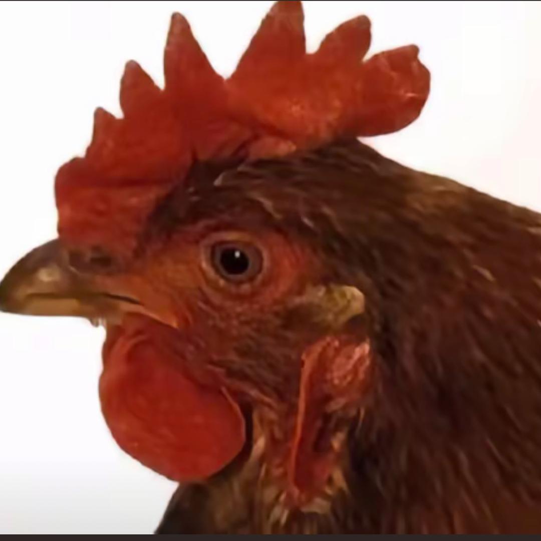 铁guo炖大鹅🦢.