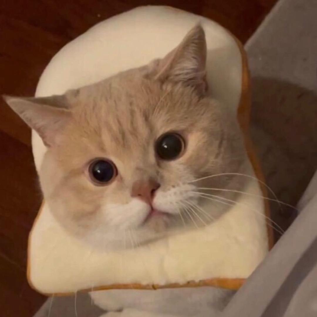 一只橘猫😺