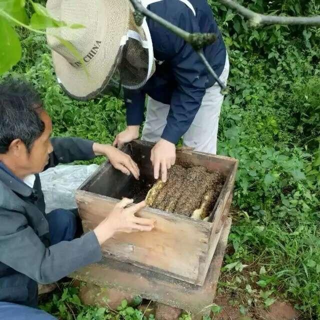熊二土蜂蜜