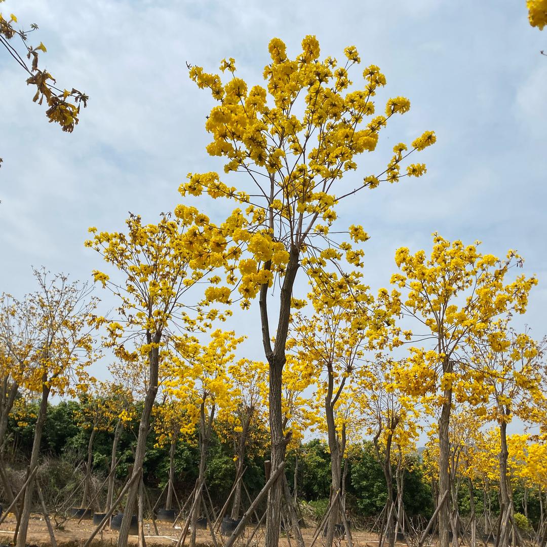 鑫隆顺