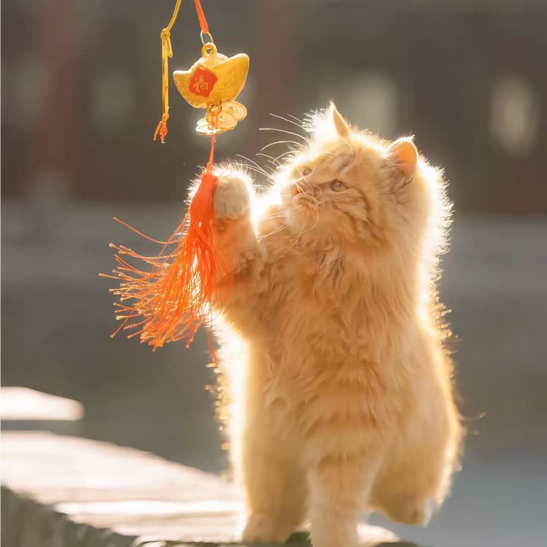 ꧔ꦿ᭄: :ℒ小謎ঞᩚ糊꧔ꦿ᭄