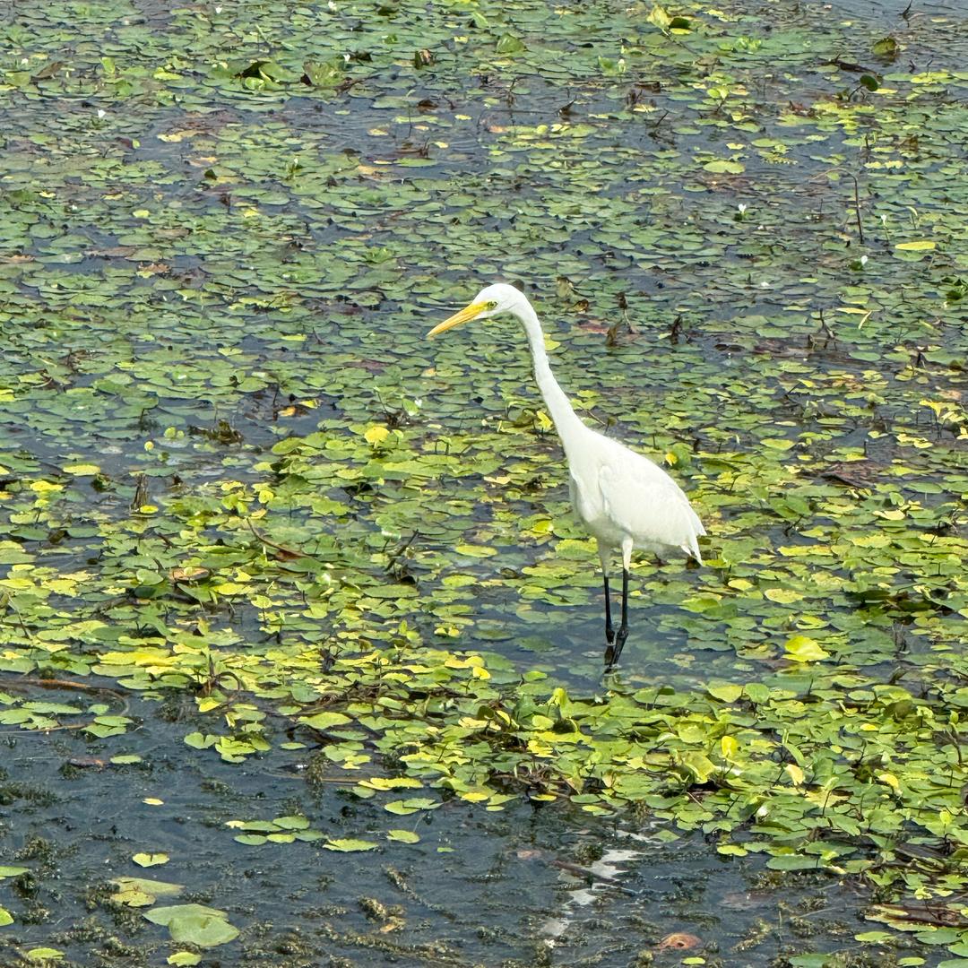 骑车卖锁的波哥