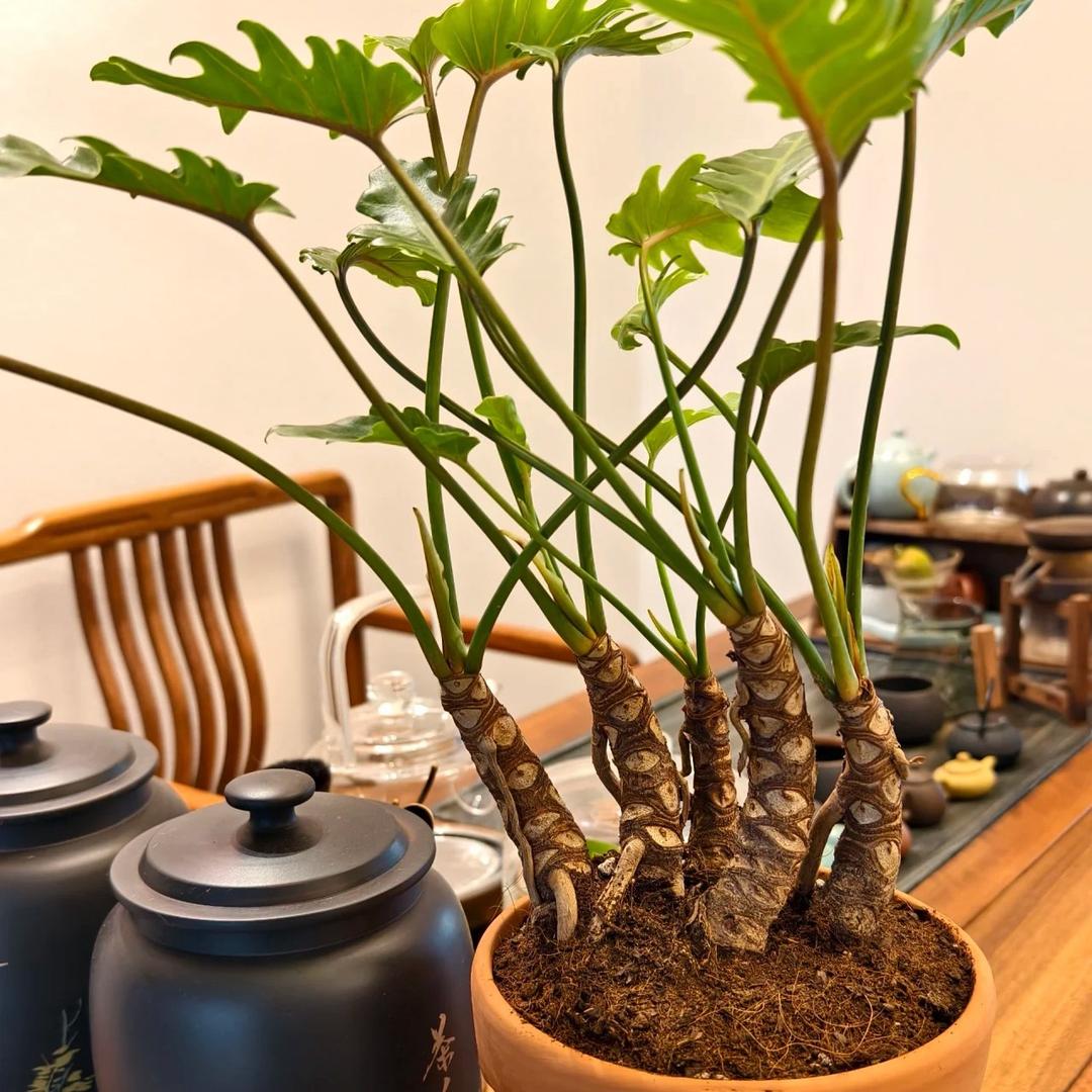 小蔡园艺啊