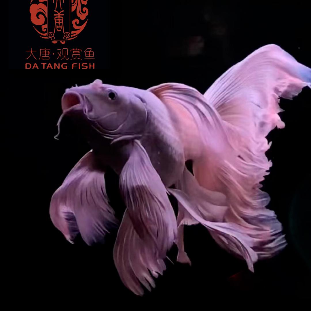 大唐·观赏鱼