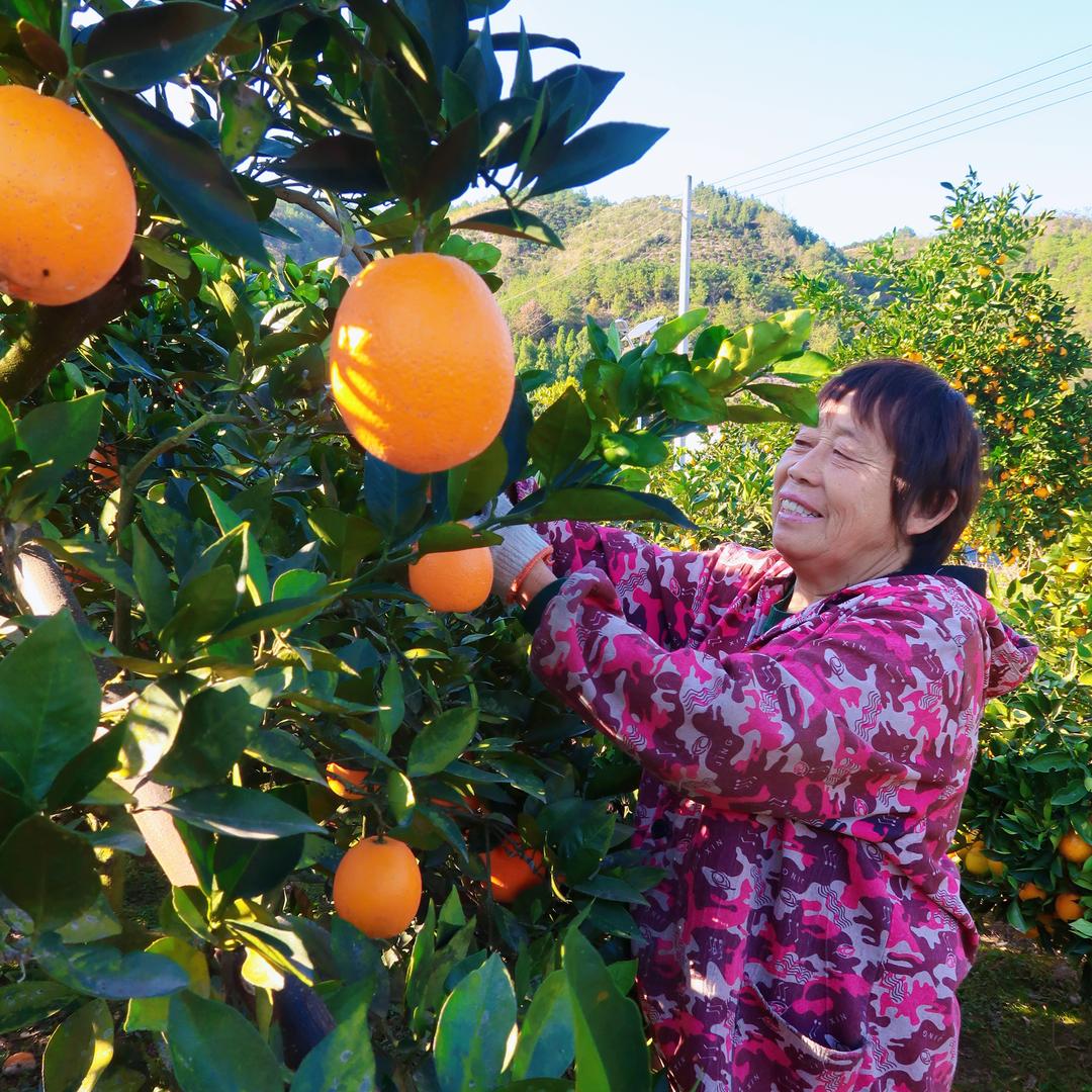 麻阳宋宋甜橙汇