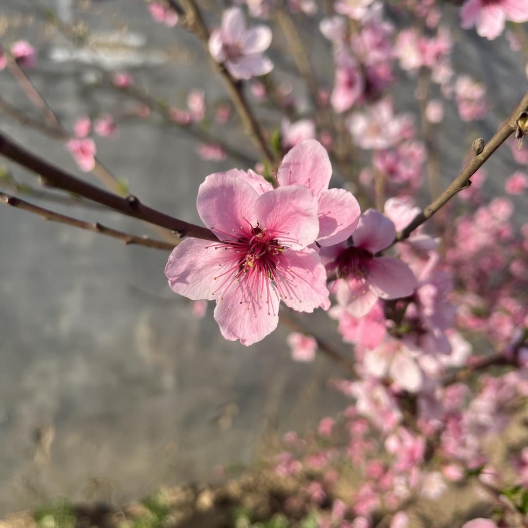 李薇
