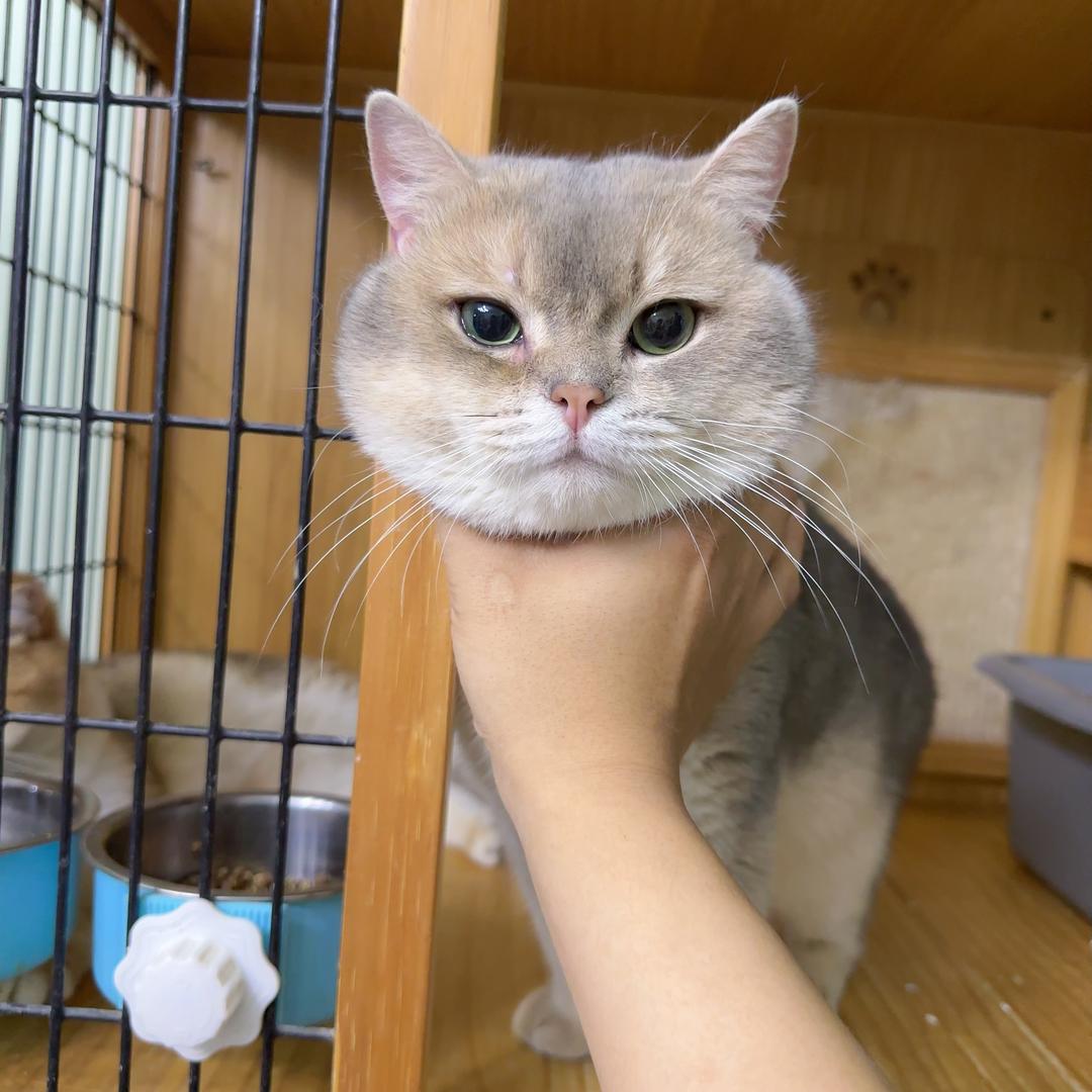 老王家的猫