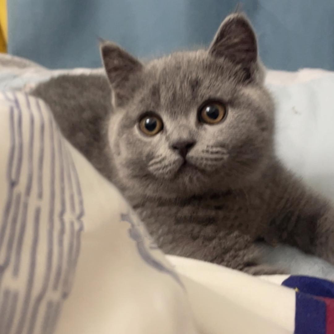 鼓捣猫宁