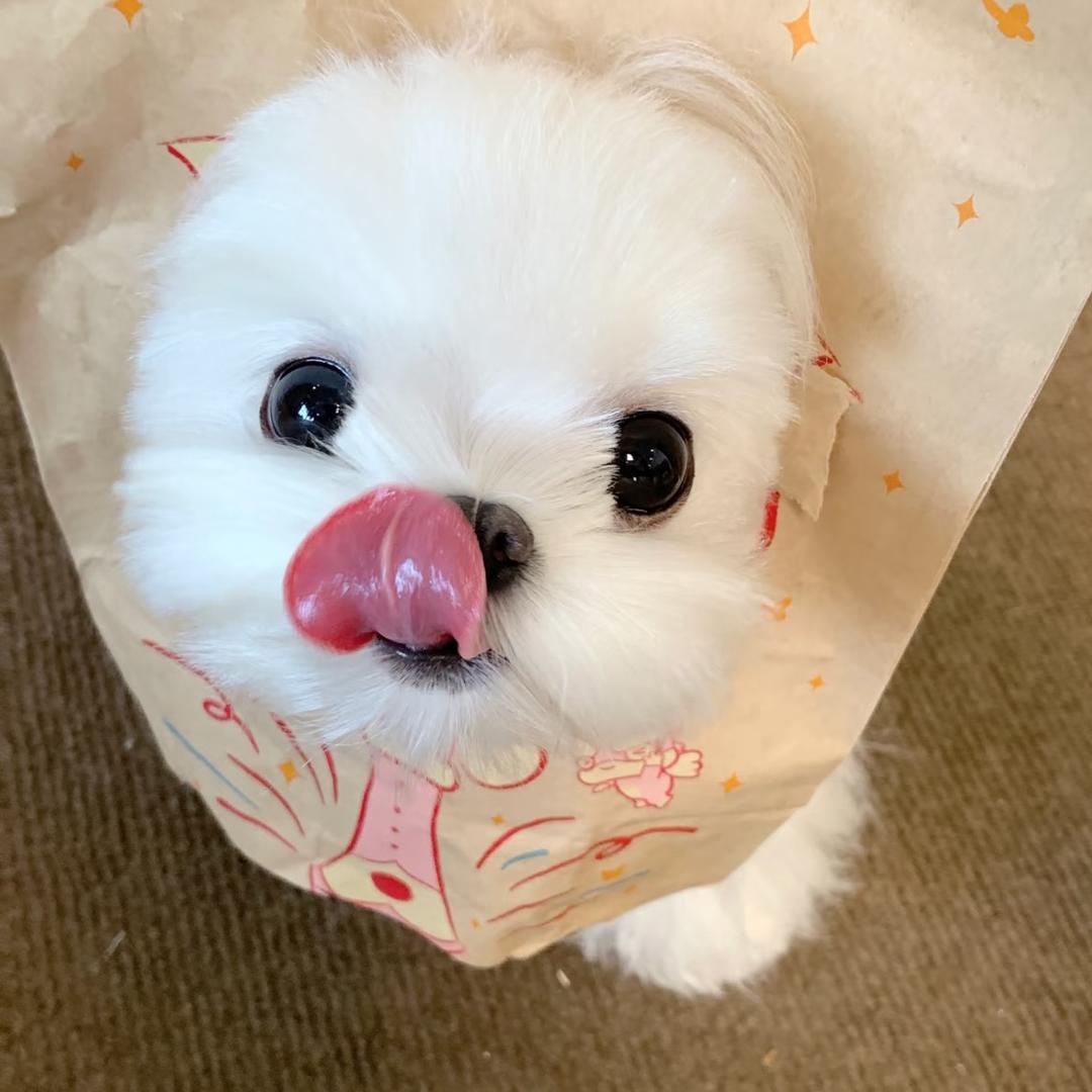 -章鱼小丸子🐙