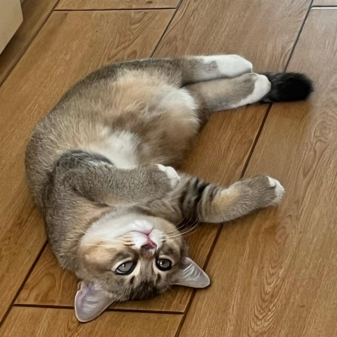 鼠辈