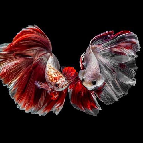 爱玩鱼水族馆